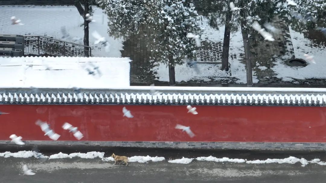 雪落正定,詩意古城(圖5) 5.jpg